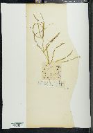 Potamogeton zosterifolius image