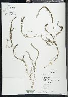 Myriophyllum alterniflorum image