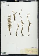 Myriophyllum heterophyllum image