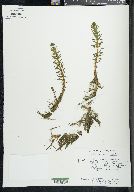 Myriophyllum heterophyllum image