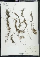 Myriophyllum laxum image