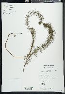 Myriophyllum sibiricum image