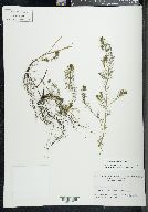 Myriophyllum sibiricum image