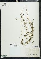 Myriophyllum sibiricum image