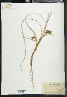 Sparganium angustifolium image