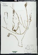 Sparganium angustifolium image