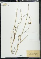 Sparganium angustifolium image