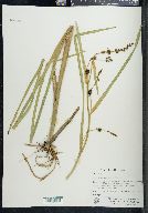 Sparganium eurycarpum image