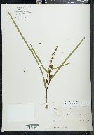 Sparganium emersum image