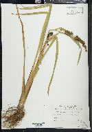 Sparganium eurycarpum image