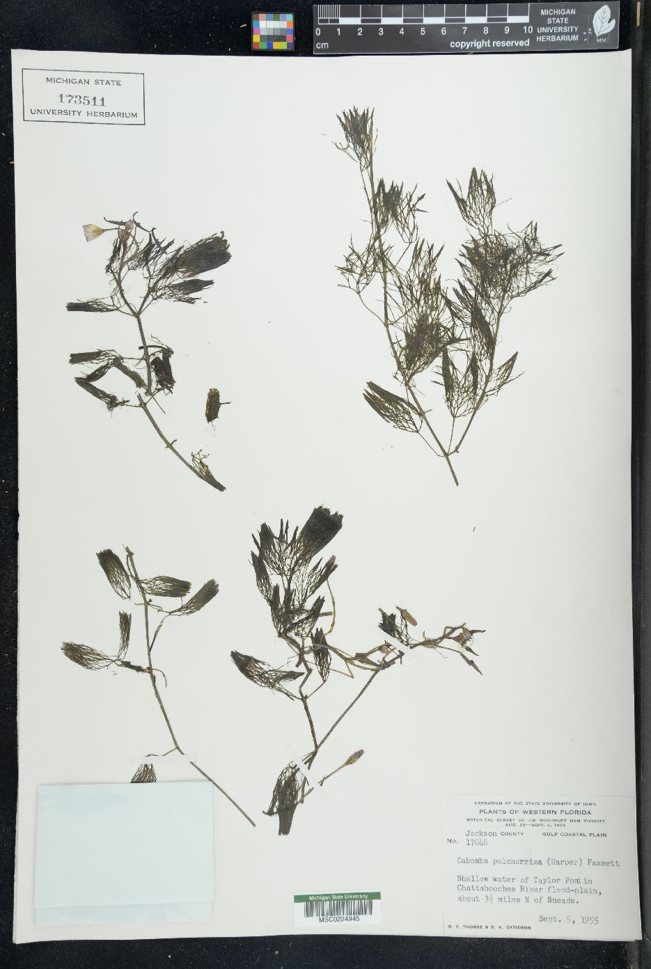 Cabomba pulcherrima image