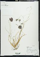 Nymphoides cordata image