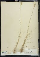 Poa epilis image