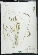 Poa epilis image