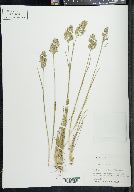 Poa epilis image