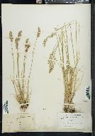 Poa epilis image