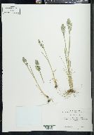 Poa epilis image