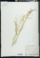 Poa epilis image