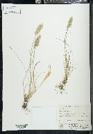 Poa epilis image