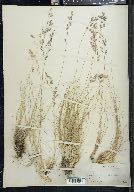Poa filifolia image