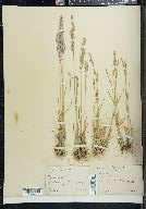 Poa filifolia image