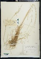 Poa flexuosa image