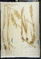 Poa eminens image