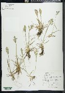 Poa grayana image