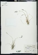 Poa glauca image