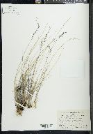 Poa glauca image