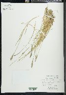 Poa glauca image