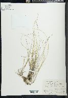 Poa glauca image