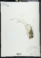 Poa glauca image