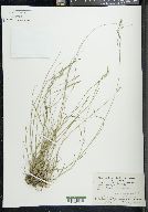 Poa glauca image