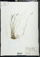 Poa glauca image