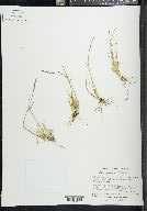 Poa glauca image