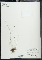 Poa glauca image