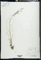 Poa glauca image