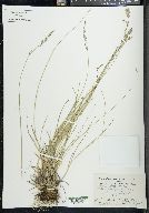 Poa glauca image