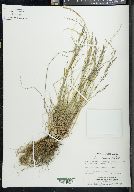 Poa glauca image