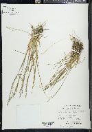 Poa glauca image