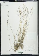 Poa glauca image