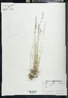 Poa glauca image