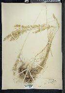 Poa cusickii subsp. cusickii image