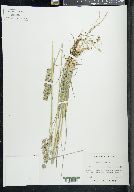 Poa nemoralis image