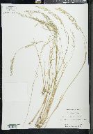 Poa nemoralis image