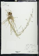 Poa arctica subsp. lanata image