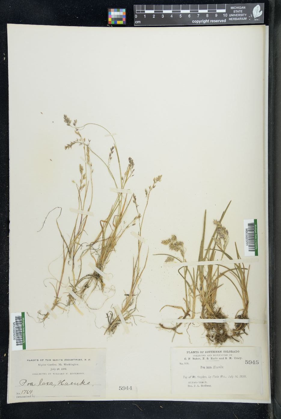Poa laxa image