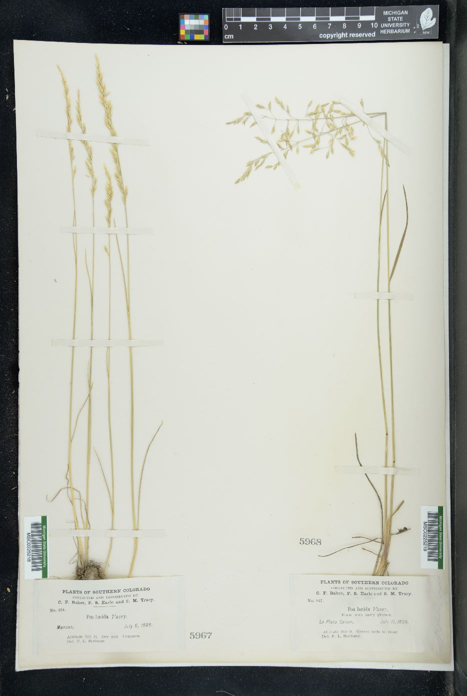 Poa secunda var. secunda image