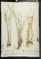 Poa nemoralis image